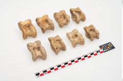 Foto von Astragalknochen (NHMW-PRAE-025010)